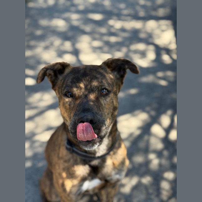 Photo of Atlas