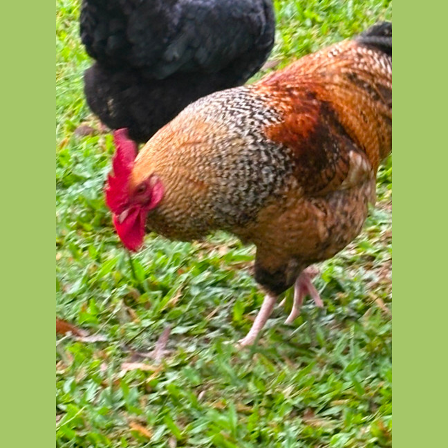 Photo of Six Roosters