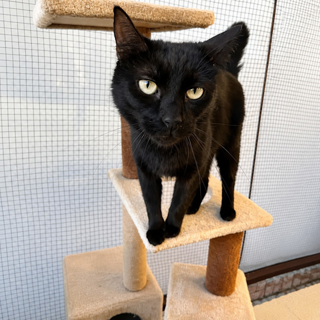 Photo of Binx