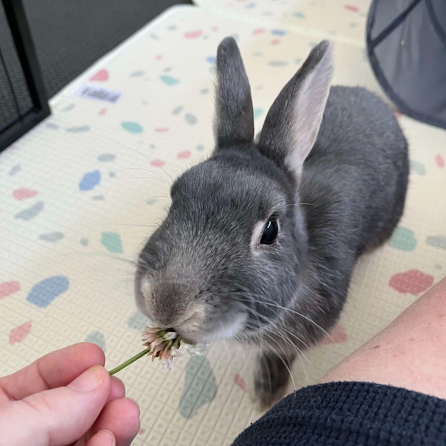 Photo of Carrots