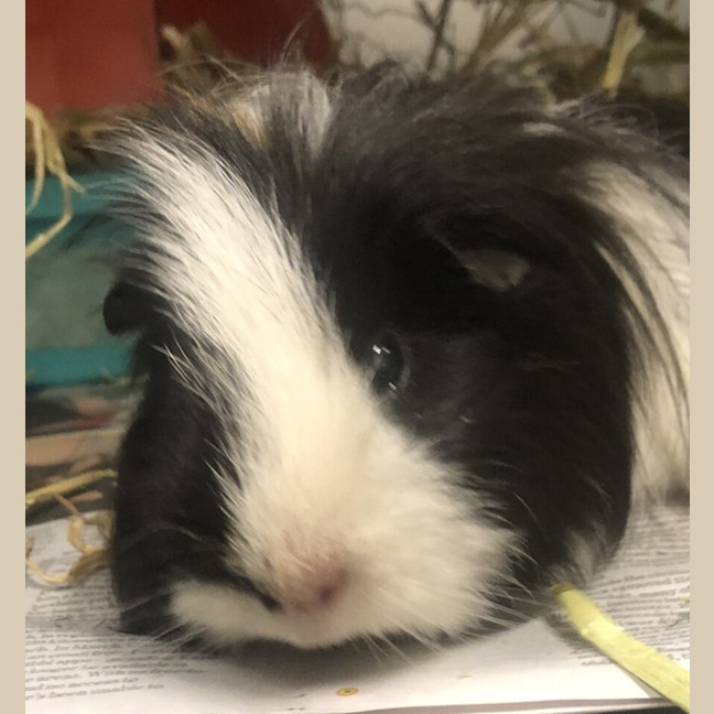 Photo of Oreo
