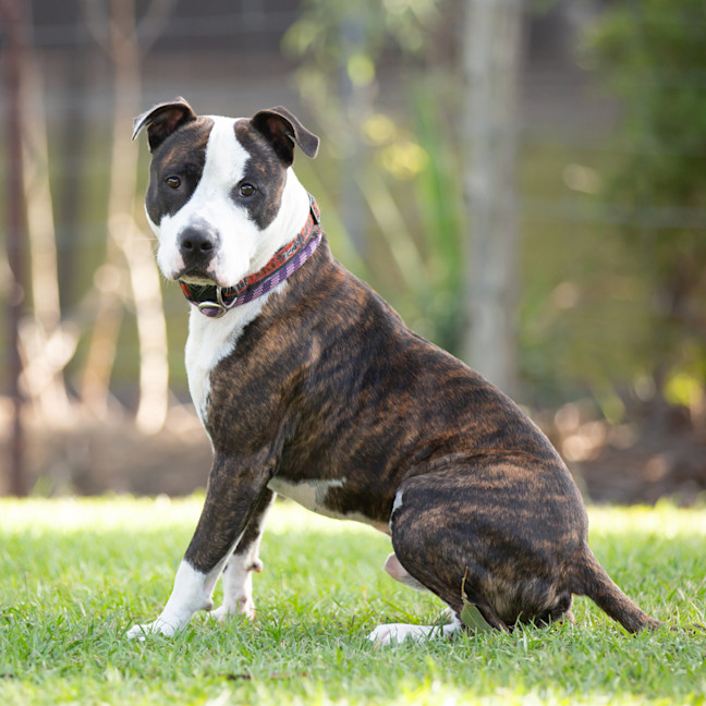 Photo of Yogi