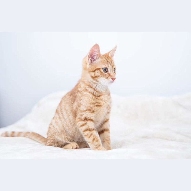 Photo of Jasper