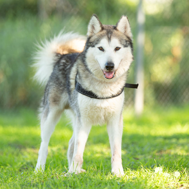 Photo of Atlas