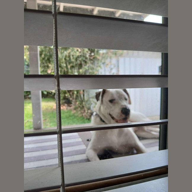 Photo of Baxter   5 Year Old Bullmastiff