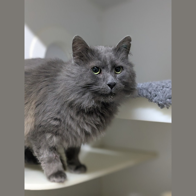 Photo of 🎩 Horatio 6189 🎩