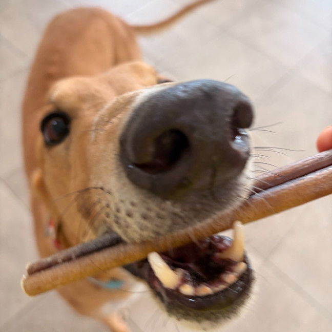 Photo of Braveheart The Greyhound