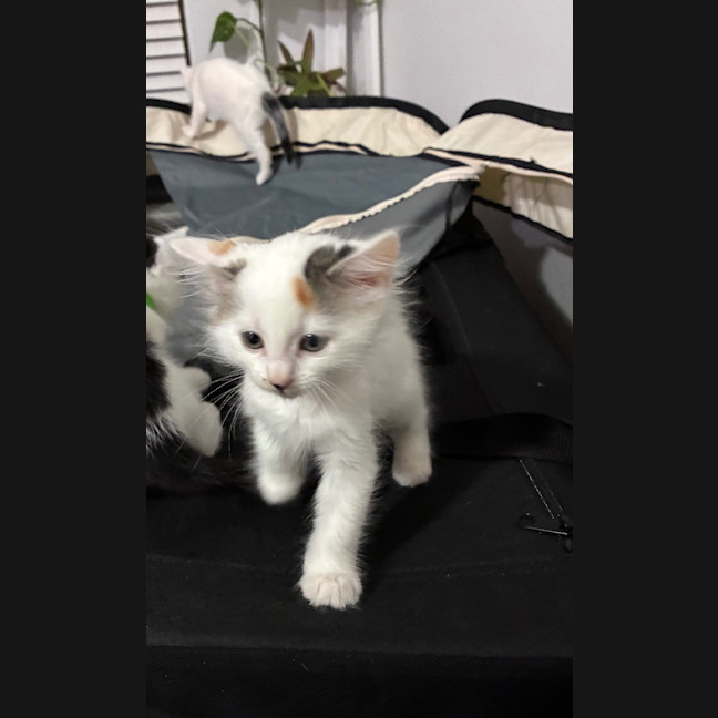 Photo of Clover