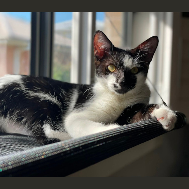 Photo of Dot