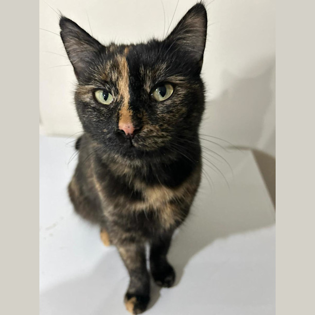 Photo of Tortie