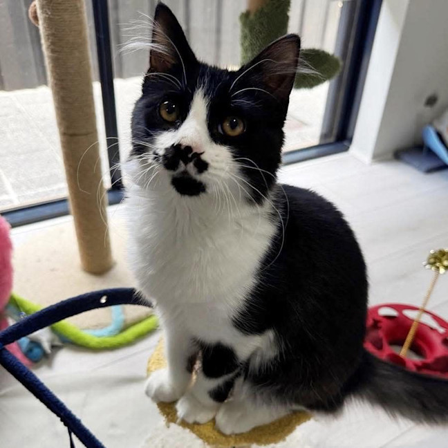 Photo of 11429   Albert Einstein