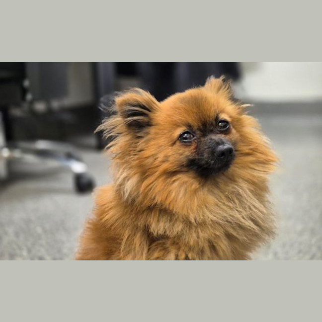 Photo of Gizmo