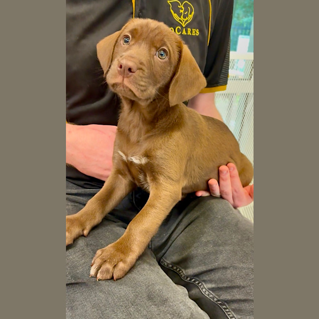 Photo of Goldie