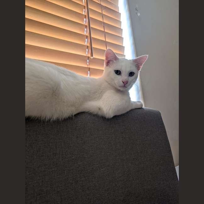 Photo of Soymilk