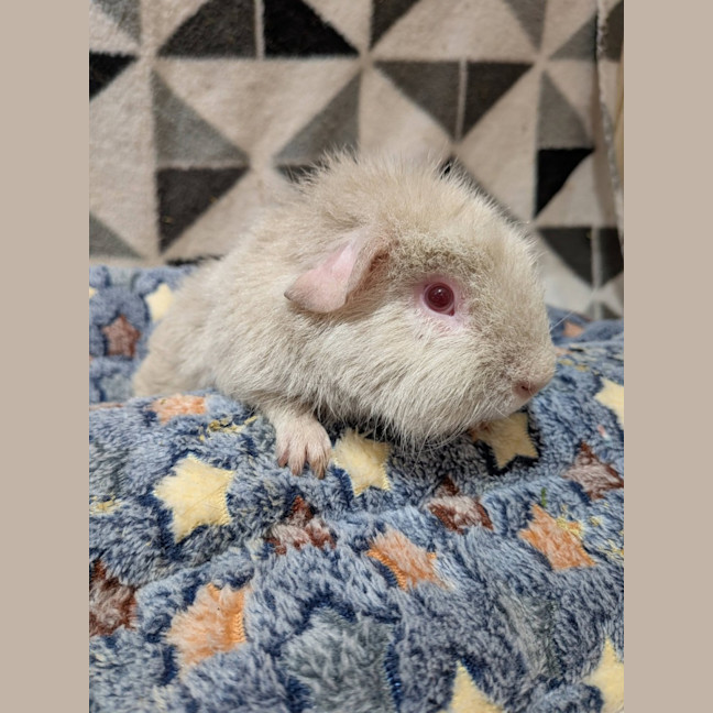Photo of Gibbs
