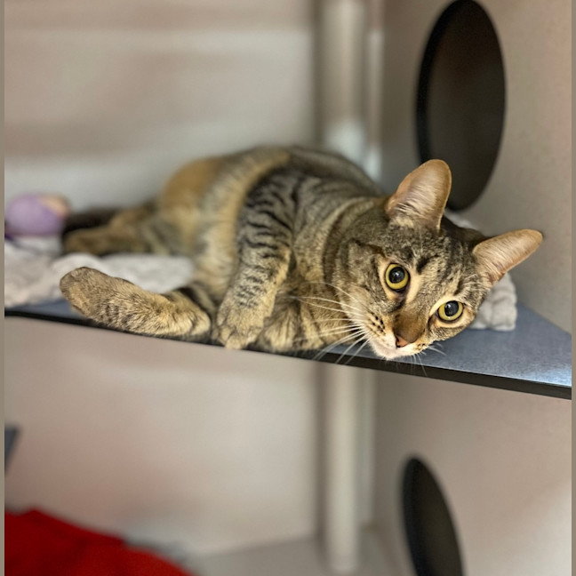 Photo of Saffron
