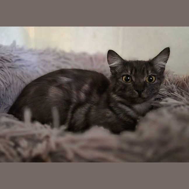 Photo of Bluebell