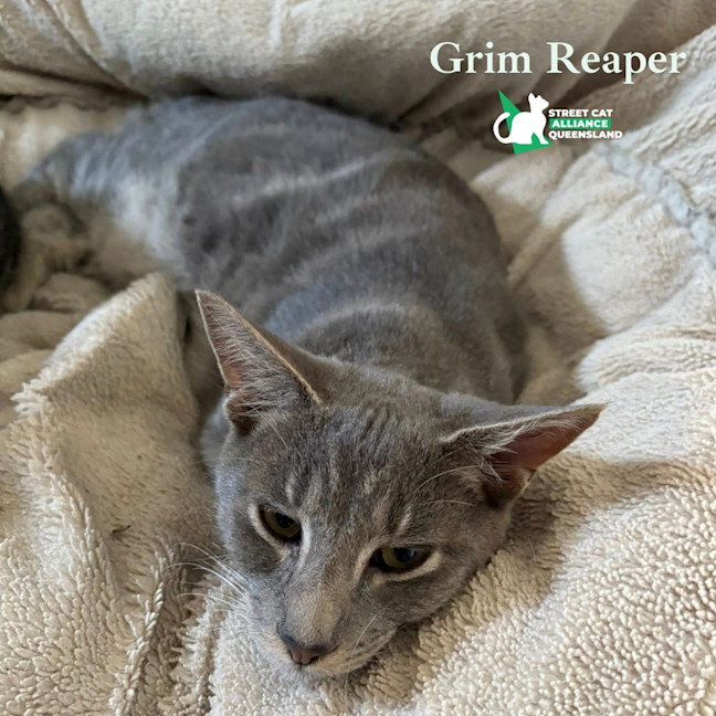 Photo of Grim Reaper