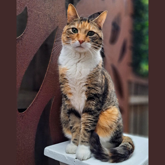 Photo of Tilly