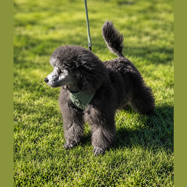 Photo of Tika
