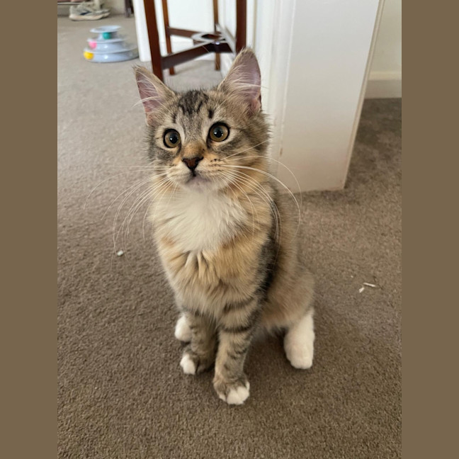 Photo of Root Beer Float