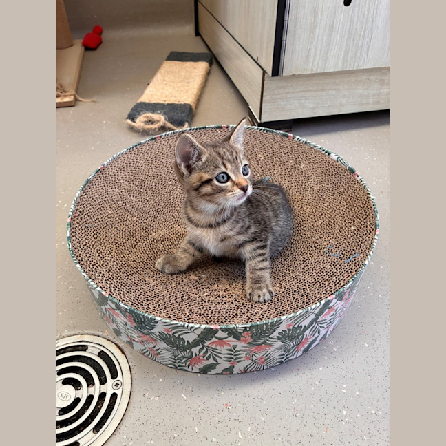 Photo of C1568 Cookie