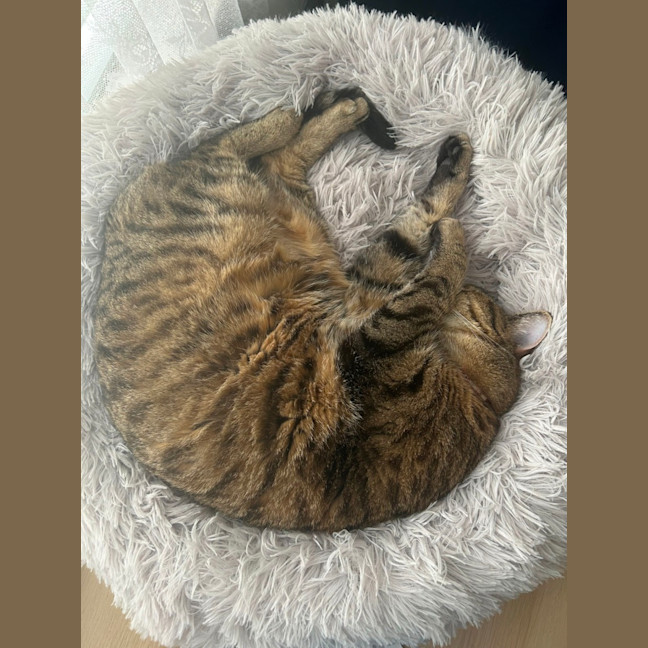 Photo of Dixie