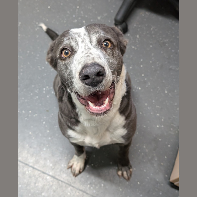 Photo of Olive