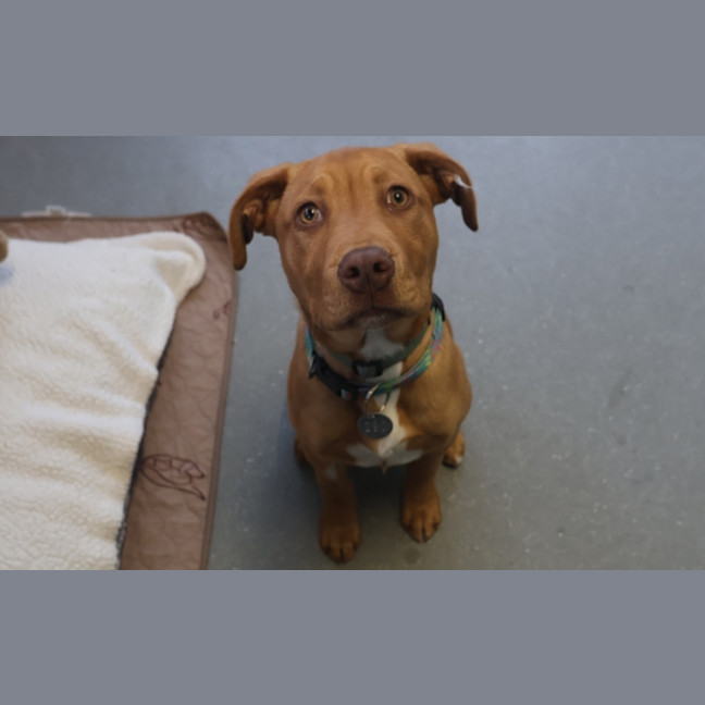Photo of Pumpkin