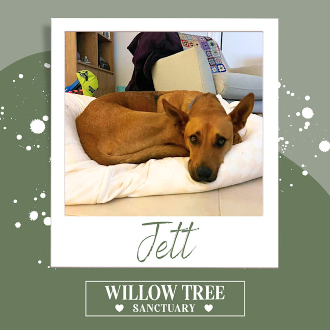 Photo of Jett