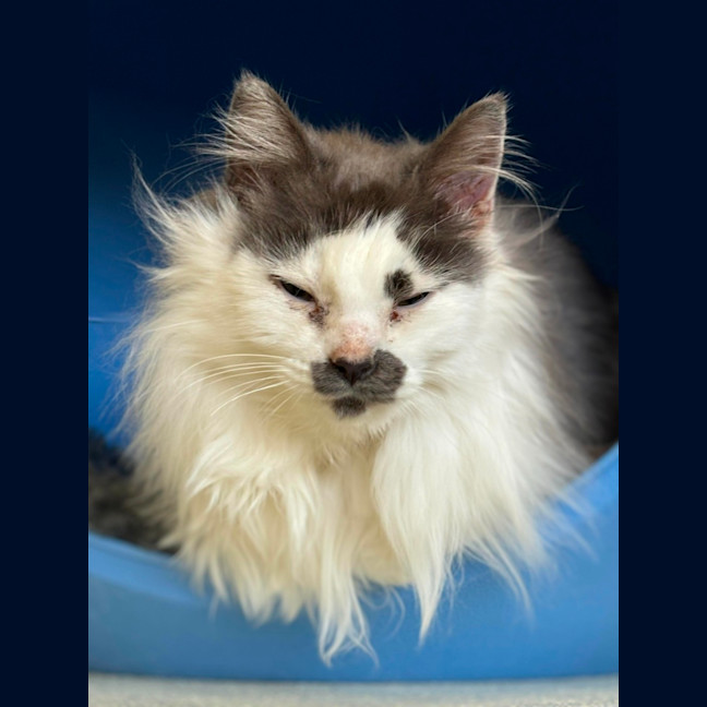 Photo of 🎪 Elmo 5400 🎪