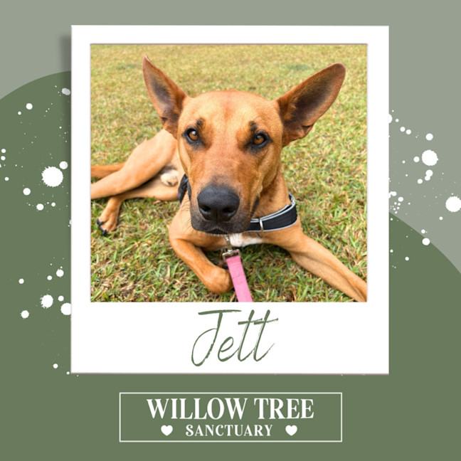 Photo of Jett