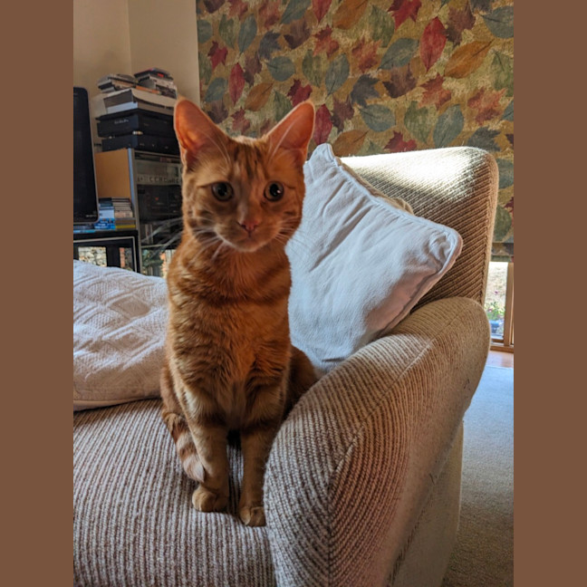 Photo of Quinn, Artemis & Ginge