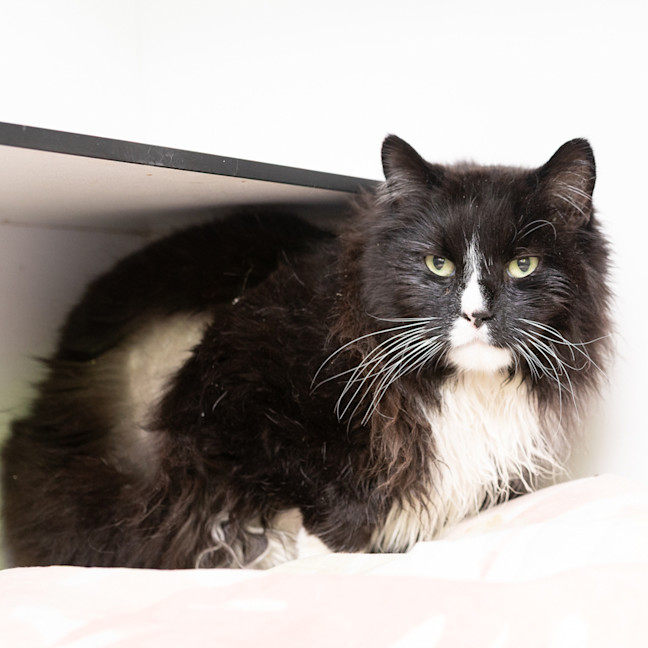 Photo of Sylvester