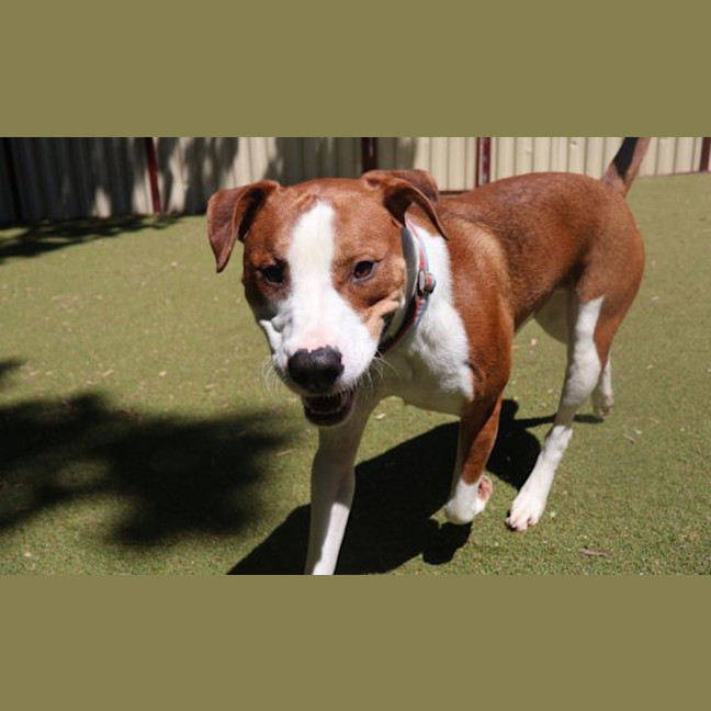 Photo of Bronson