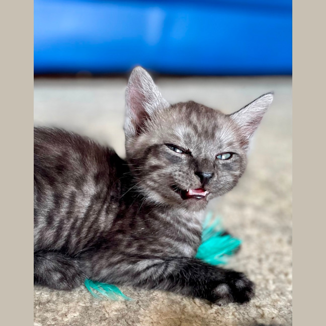 Photo of Bear