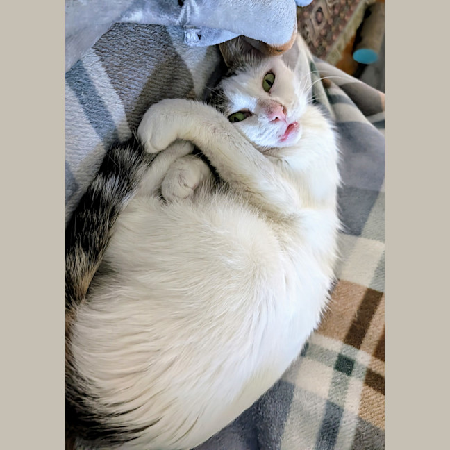 Photo of Lahlah (Was Siggi)