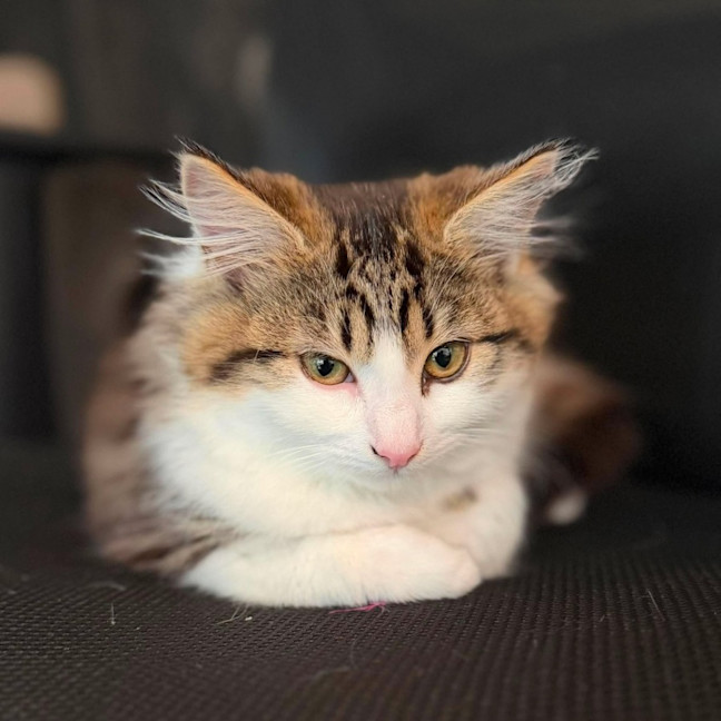 Photo of Sabrina   In Foster Care In Templestowe
