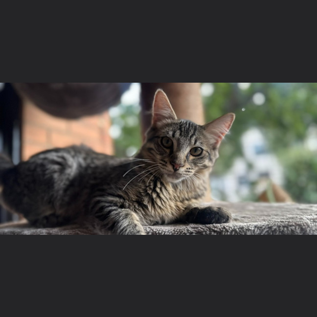 Photo of Bluey
