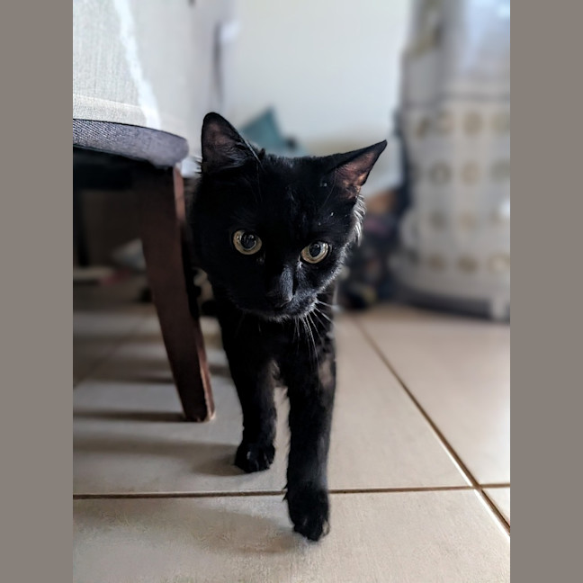 Photo of Cinder
