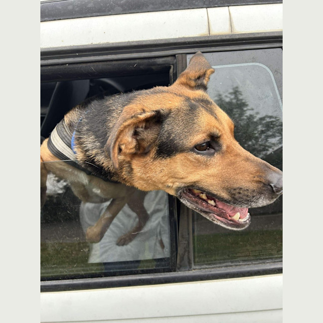 Photo of Doctor Dillamond