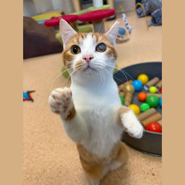 Photo of Baby Gingy