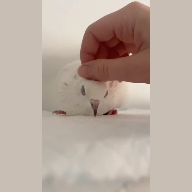 Photo of Squidge