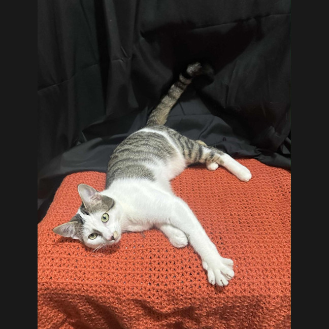 Photo of Affectionate Ash