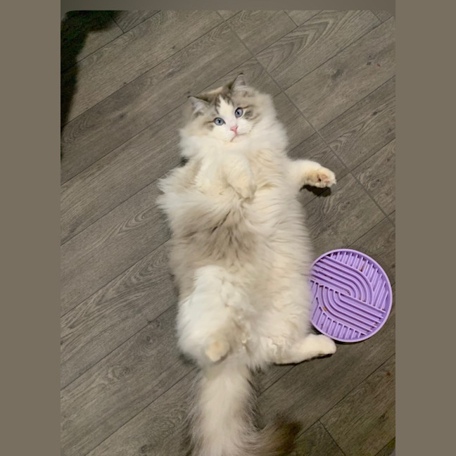 Photo of Sullivan And Theodore