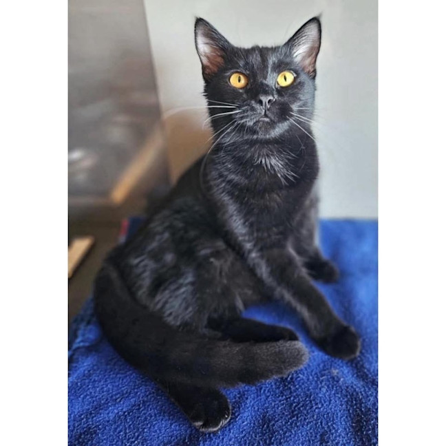 Photo of 11592   Lbk