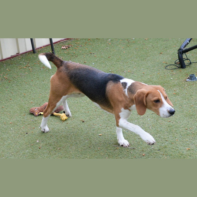 Photo of Bandit