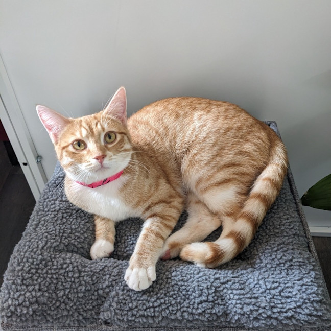 Photo of Fudge   Located In Preston 