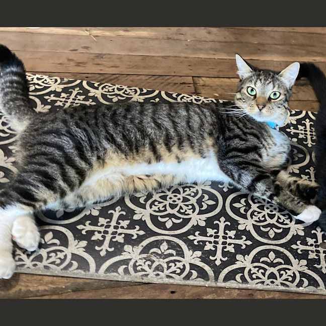 Photo of Bandit