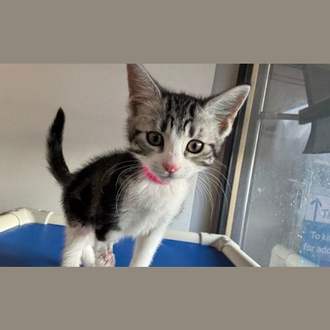 Photo of Kiwi